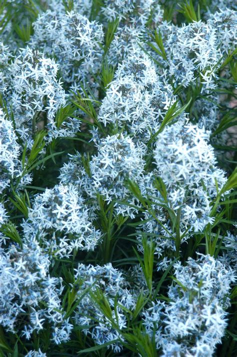 Arkansas blue - Arkansas blue star is an herbaceous perennial that forms bushy clumps up to 3 feet tall and wide. The stems are densely covered with soft, narrow, needle-like leaves that create a ferny appearance. The willowy, medium to dark green leaves turn a brilliant golden yellow color in the fall. Terminal clusters of steel blue buds and …